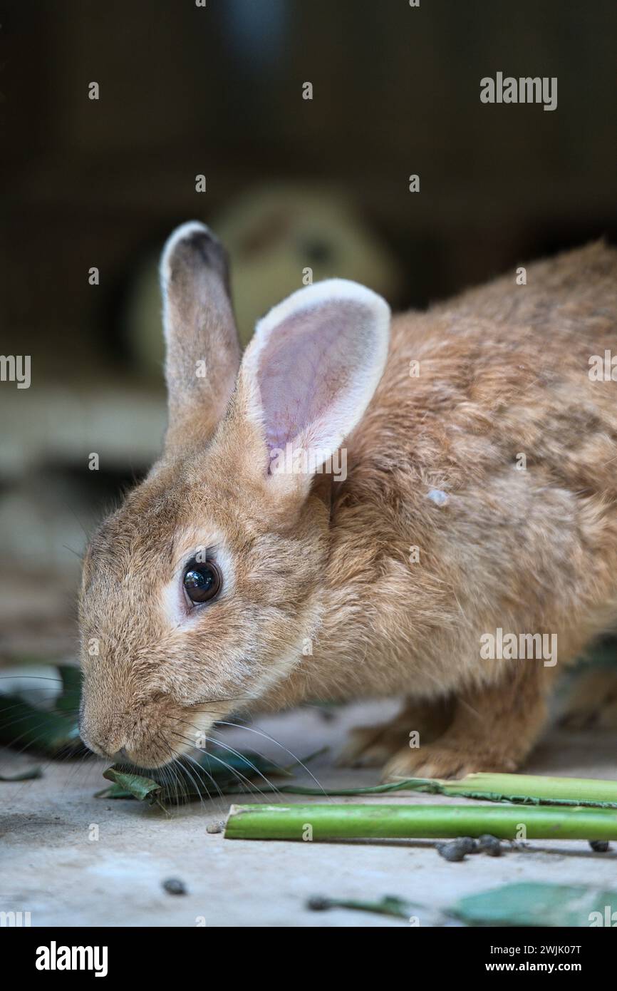 Adorable little brown bunny fed hi-res stock photography and images - Alamy