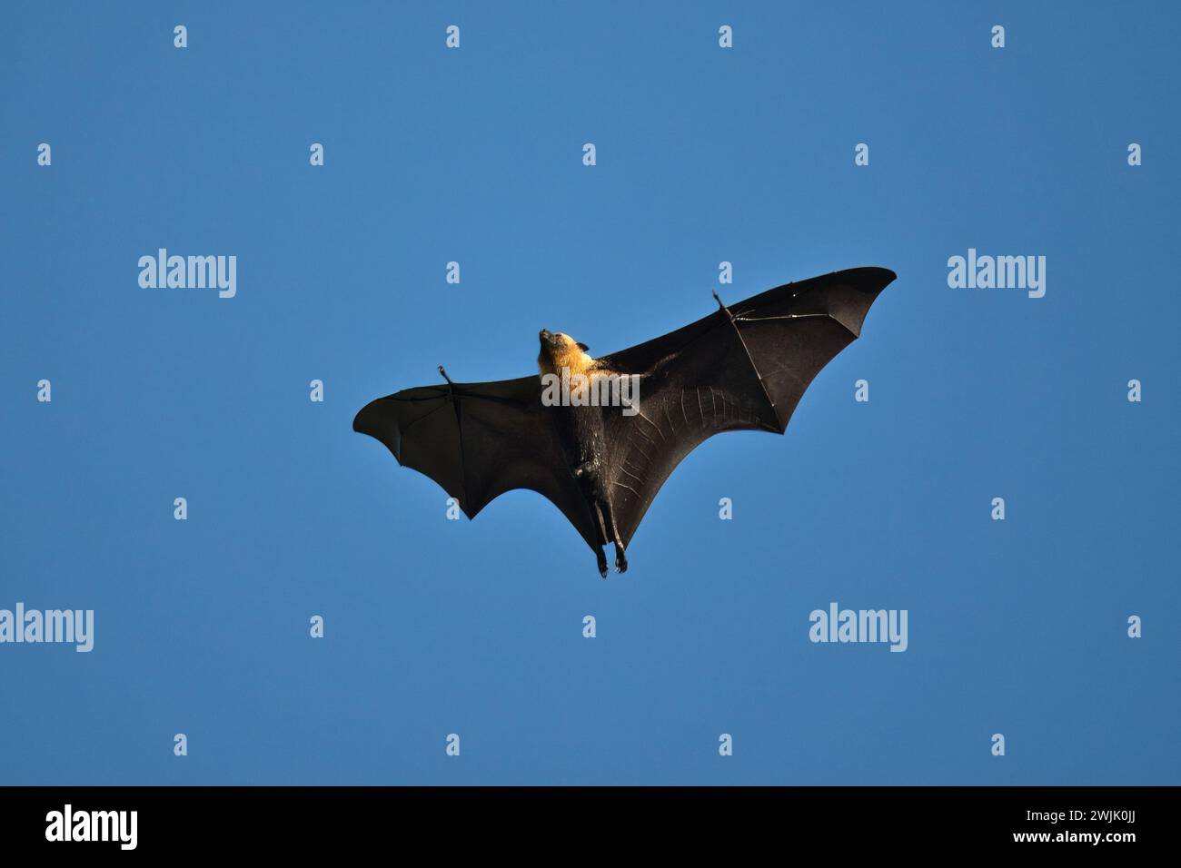 Fruit bat, flying fox flying on hot sunny day, blue sky, Mahe