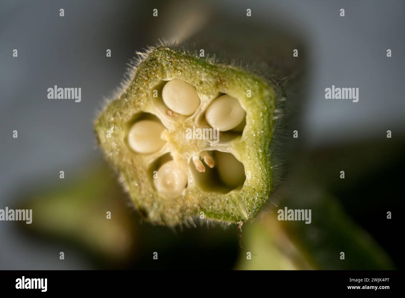 Okra Exploding Embark on a macro journey into the heart of an okra pod with this ...