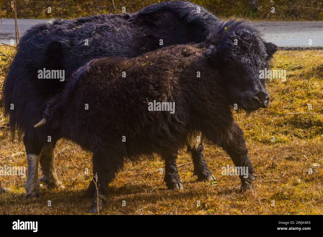 Yak feeding its calf Stock Photo