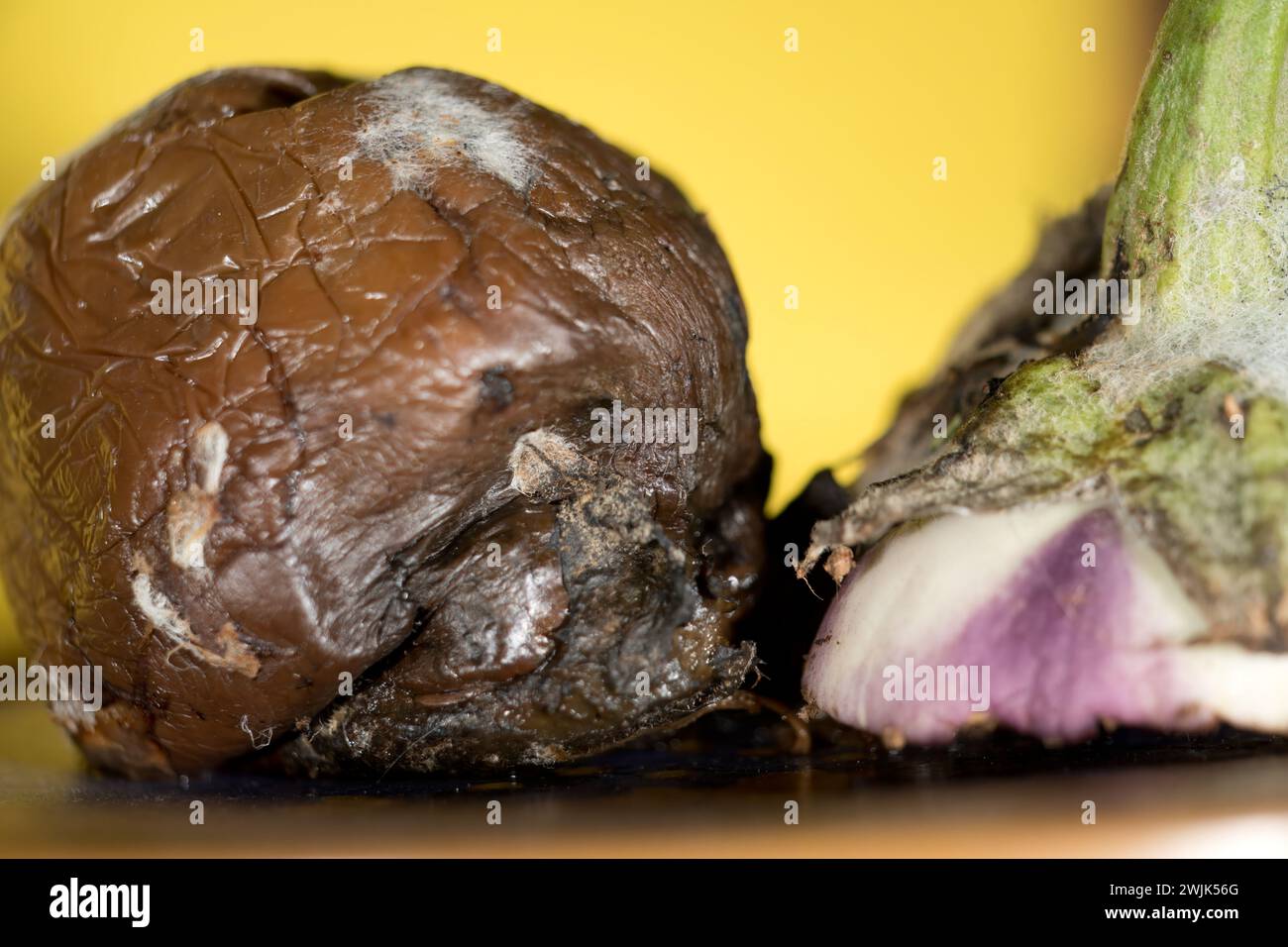 Decompose Rot Storytelling backdrop hi-res stock photography and images - Alamy