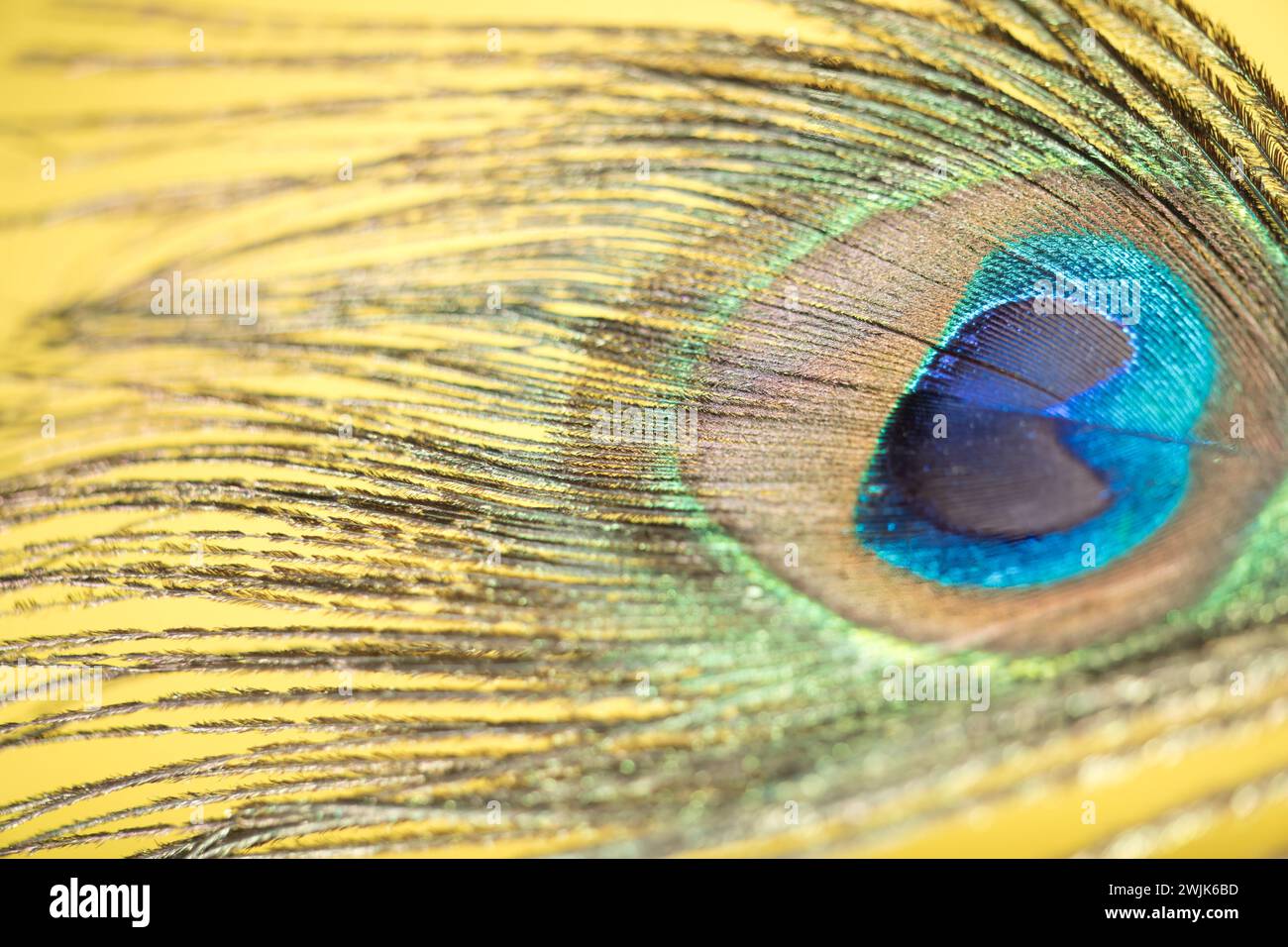 Vibrant Elegance: A Close-Up Dance of Peacock Feathers, Dive into the heart of a peacock feather with this macro shot. The vibrant neon light blue Stock Photo