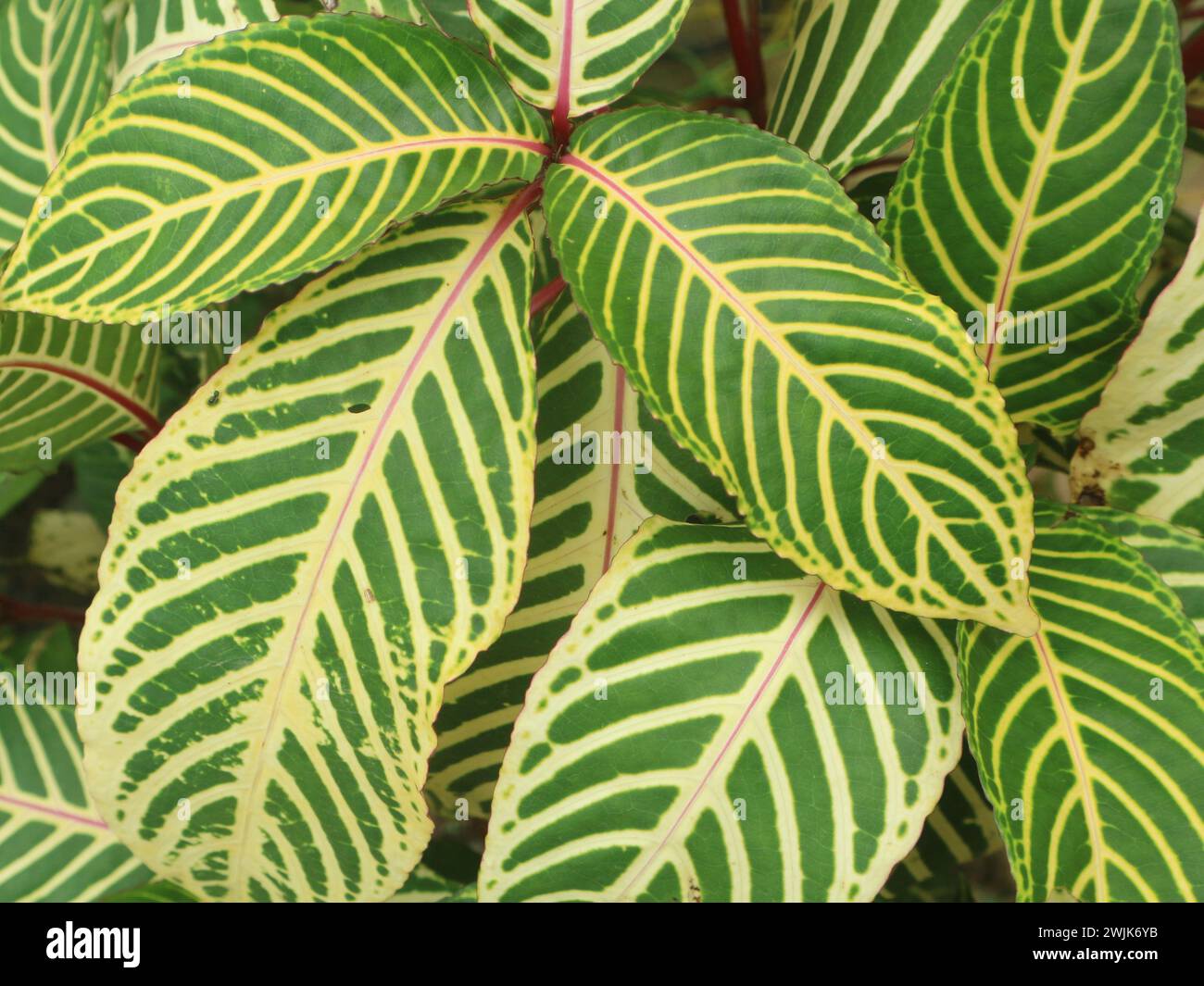 The aglaonema ornamental plant has red bone patterned leaves Stock Photo