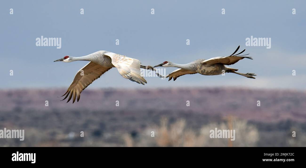 two majestic sandhill cranes flying  over farmlands on a  winter day at bernardo state wildlife refuge, near socorro, new mexico Stock Photo