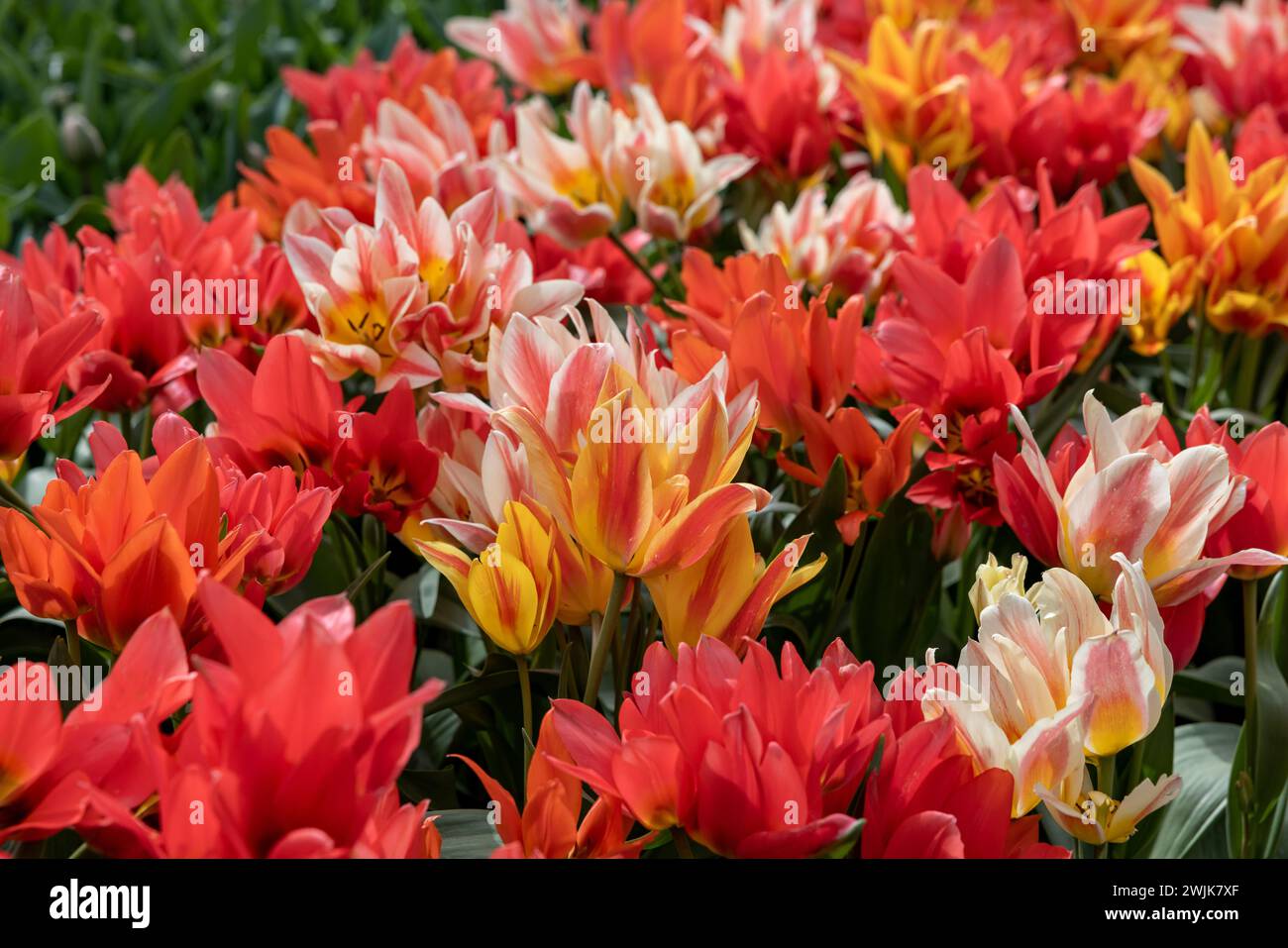 Tulip called Fun Colours mix. Glorious mix consists of the tulip
