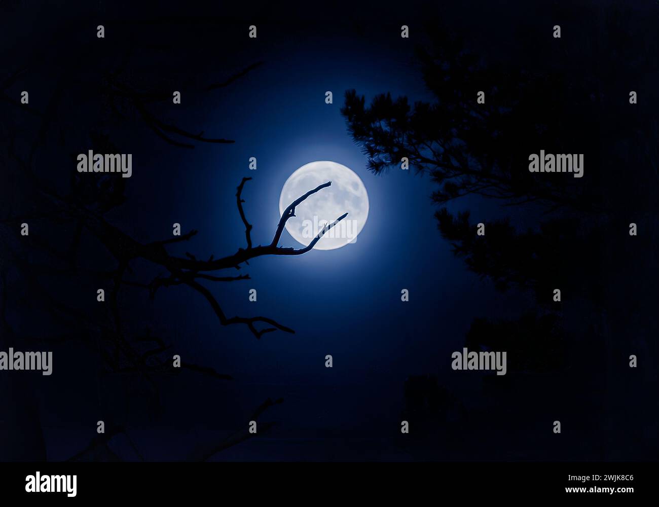 A serene full moon on a clear night, with tree branches silhouetted against its glow - evoking calmness. Stock Photo
