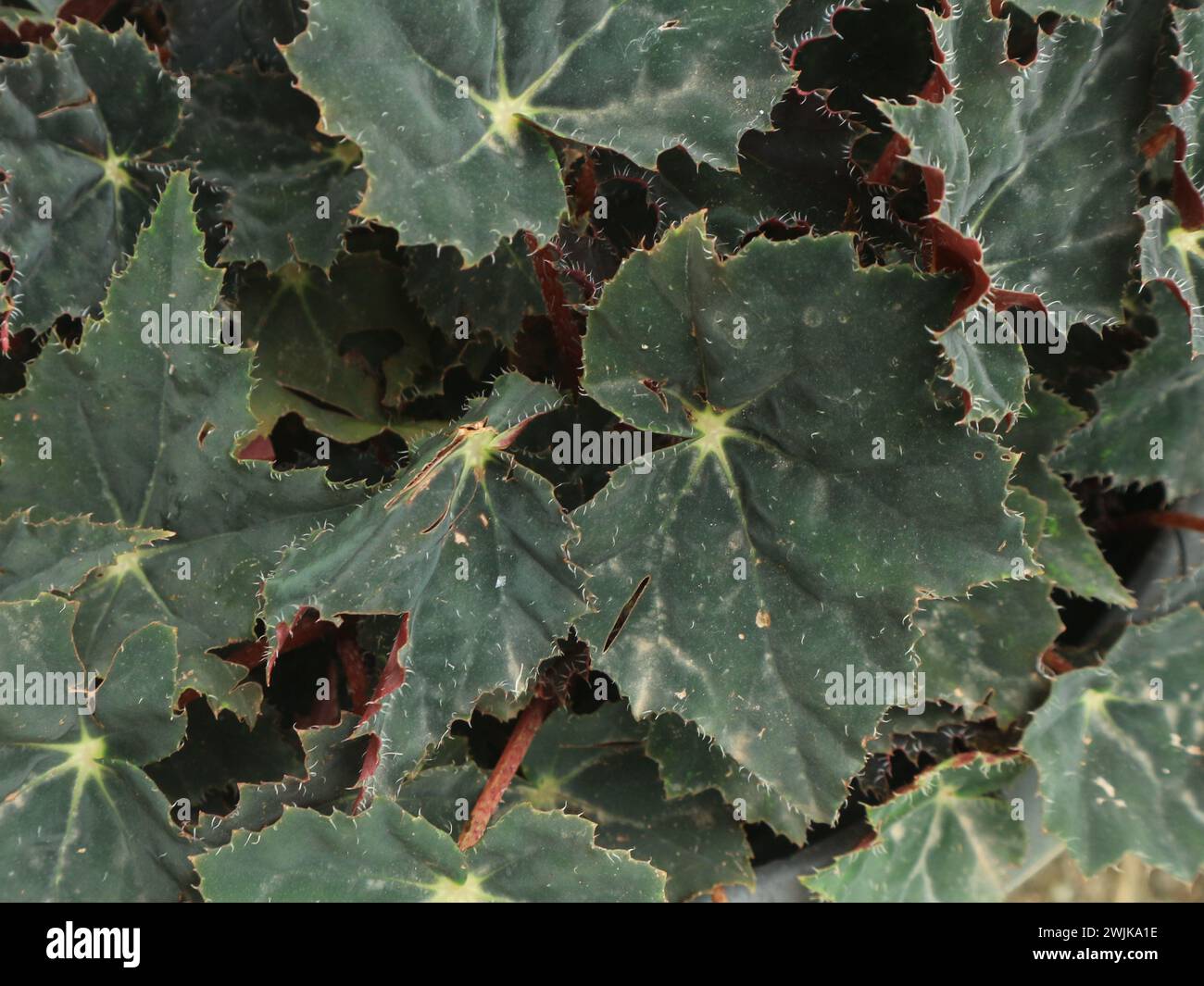 Green leaf texture, begonia ornamental plant Stock Photo