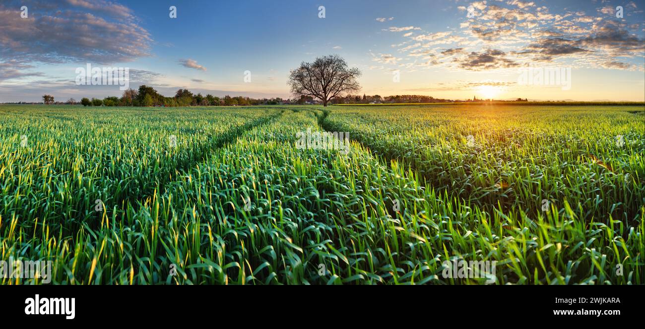 Tree wheat fields hi-res stock photography and images - Alamy