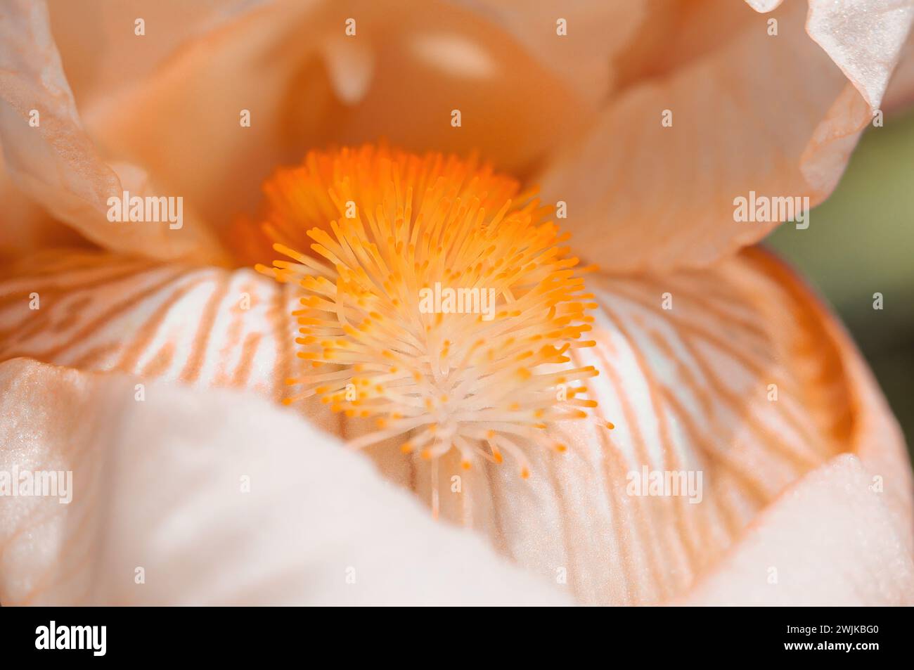 Close-Up View of an Orange Bearded Iris Flower in Full Bloom During Springtime. Peach Fuzz Stock Photo