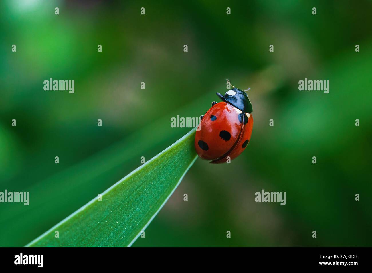 Ladybird hanging hi-res stock photography and images - Alamy