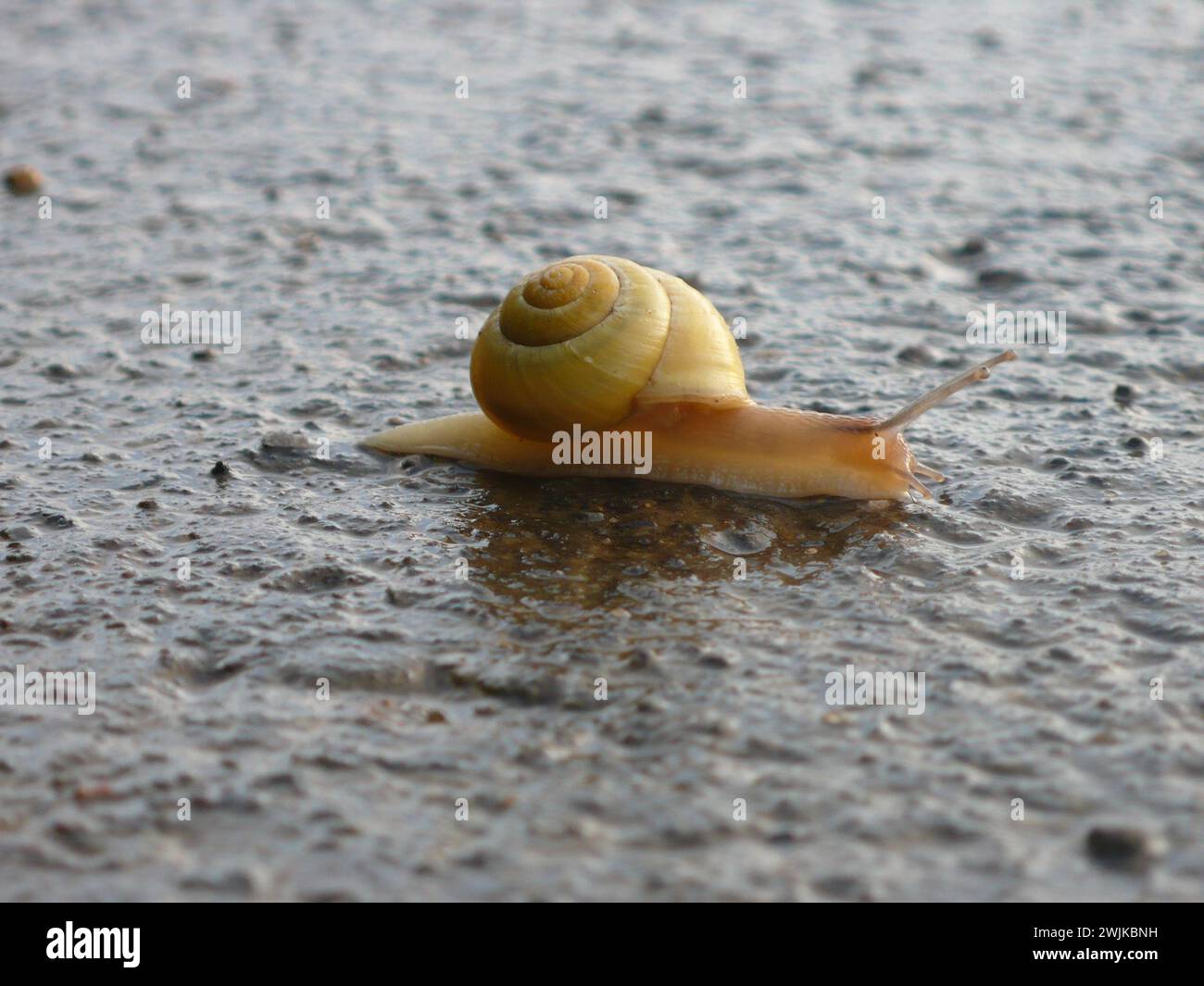 A determined snail slowly makes its way across the pavement, striving to safely navigate the road Stock Photo