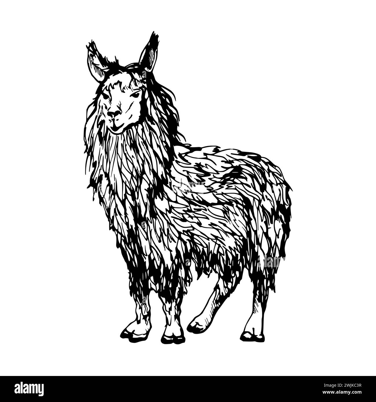 Hand drawn ink vector illustration, farm cattle wool animal, llama alpaca vicuna guanaco, South Central America. Single object isolated on white Stock Vector