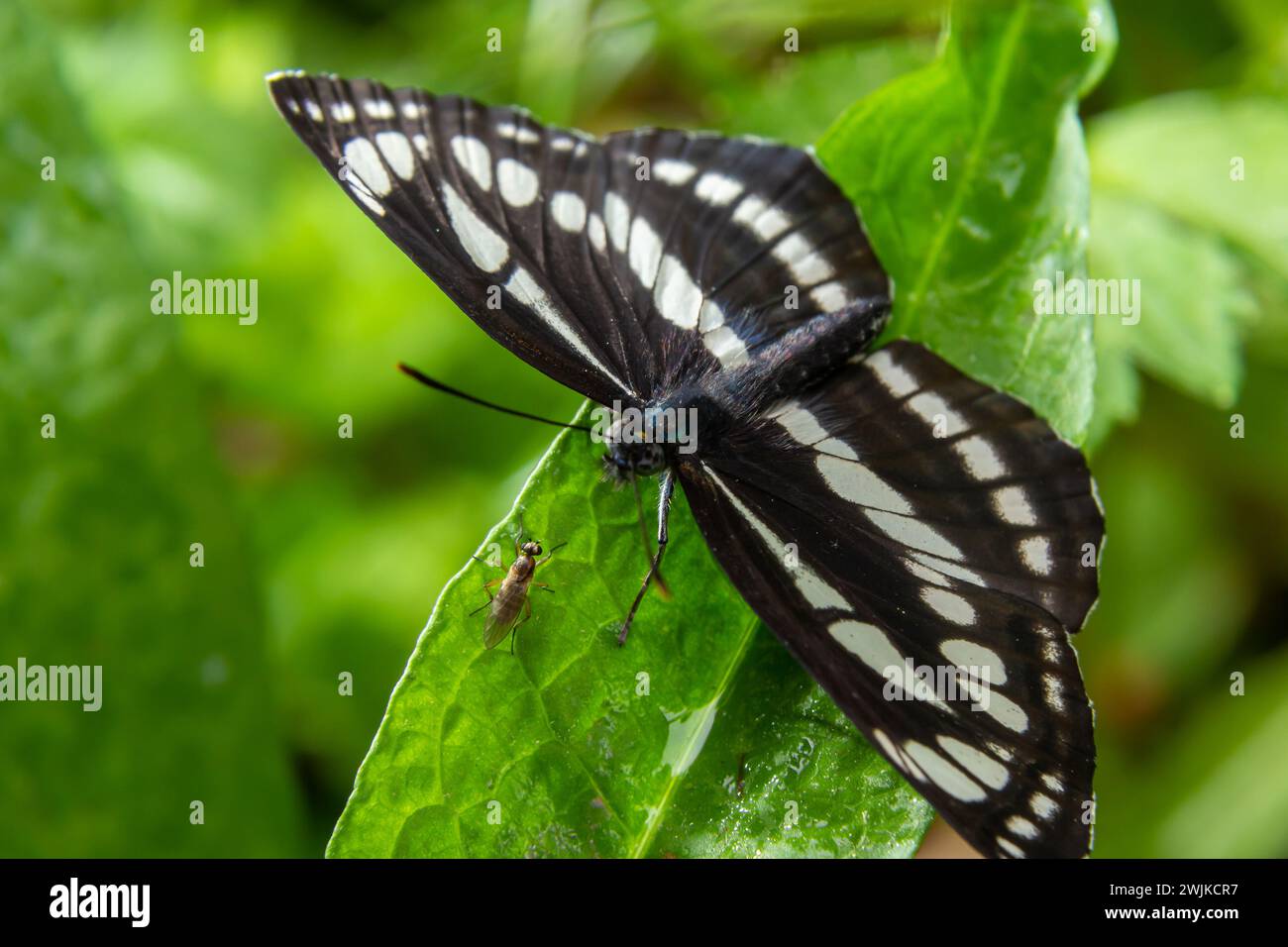Pallas sailer or common glider butterfly, Neptis sappho, guarding its territory. Stock Photo