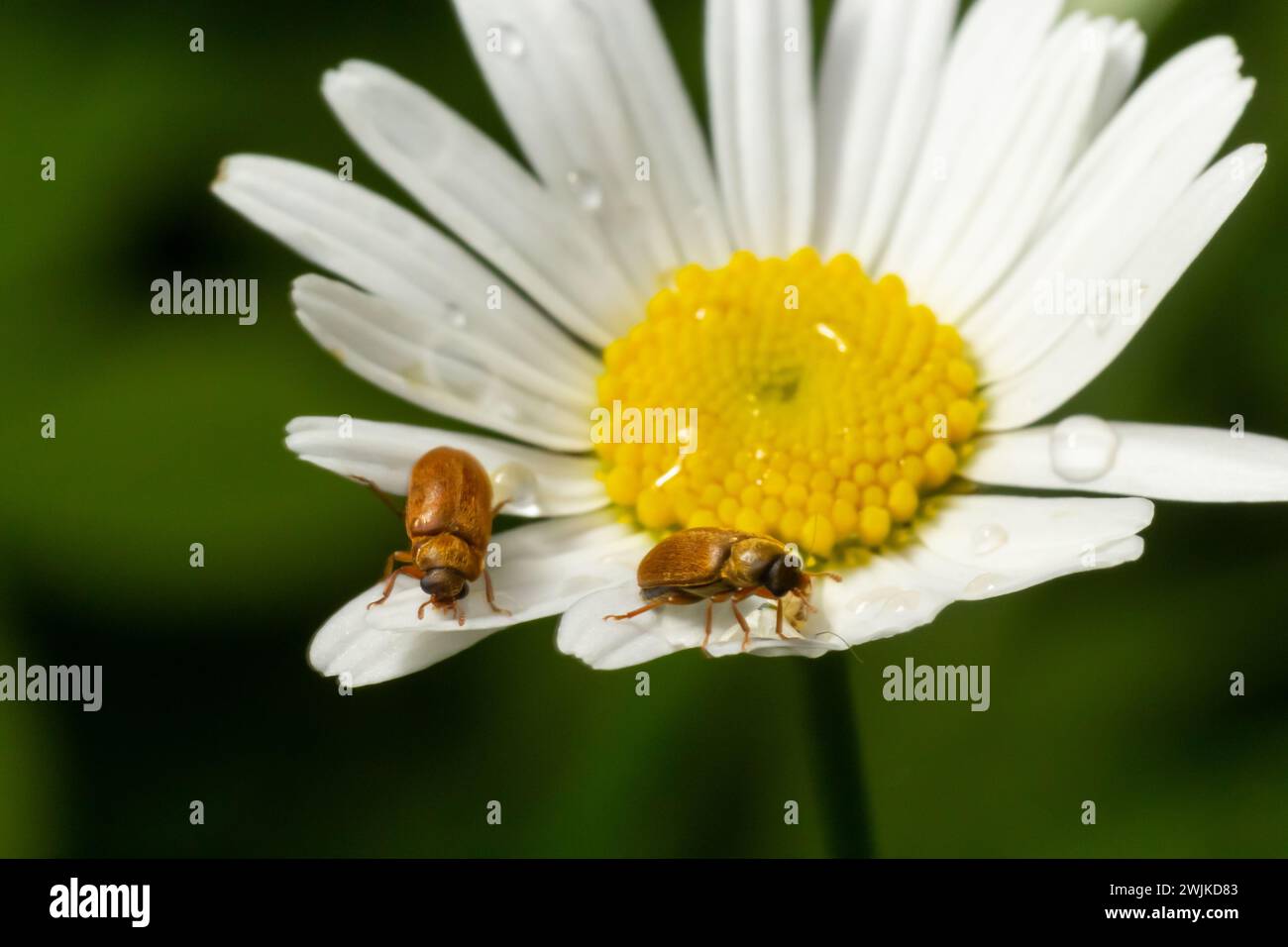 Raspberry beetle, Byturus tomentosus, on a chamomile flower. These are beetles from the fruit worm family Byturidae, the main pest that affects raspbe Stock Photo