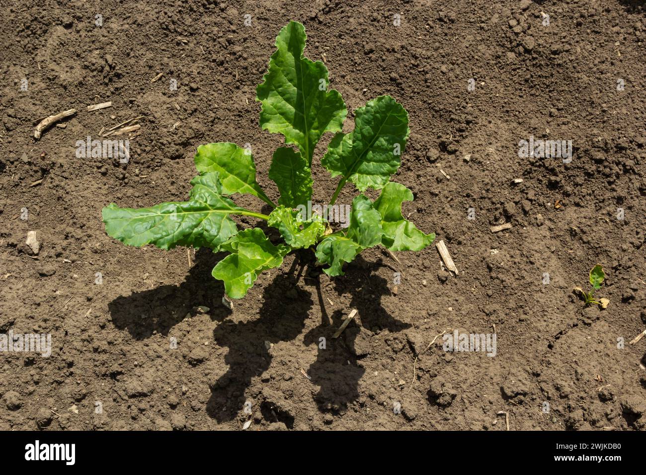 Agricultural scenery of of sweet sugar beet field. Sugar beets are young. Sugar beet field. Stock Photo