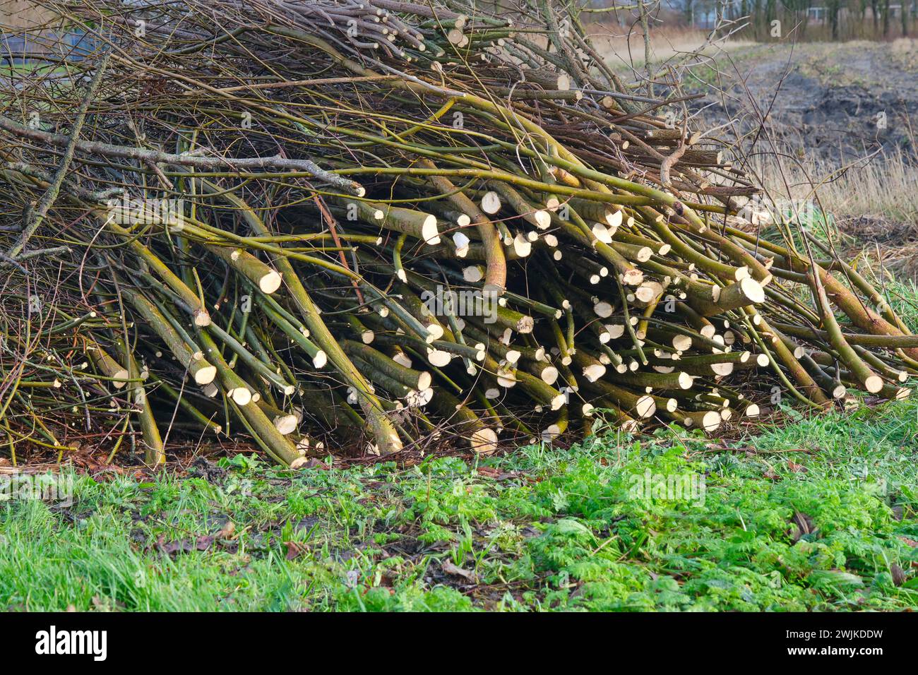 A heap of pruned branches of a pollard willow in winter. Stock Photo
