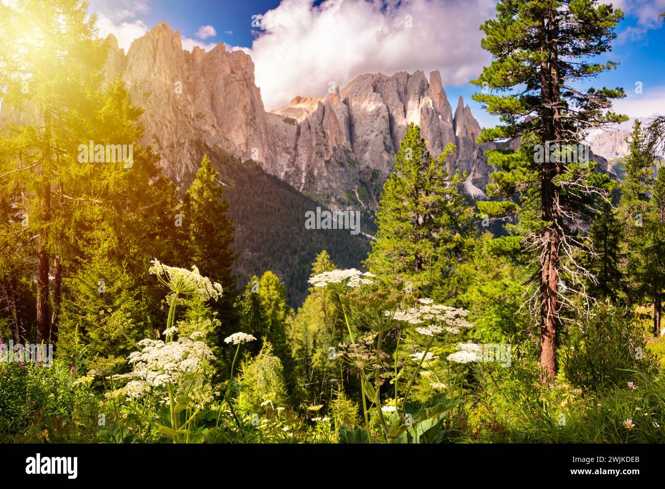 Dolomite alps in Italy, high mountain and green forest Stock Photo - Alamy