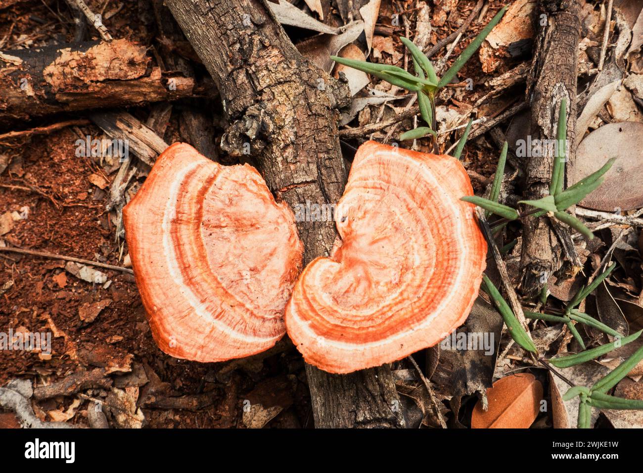 Mushroom fungus growing on a tree branch in Arabuko Sokoke Forest in Malindi, Kenya Stock Photo