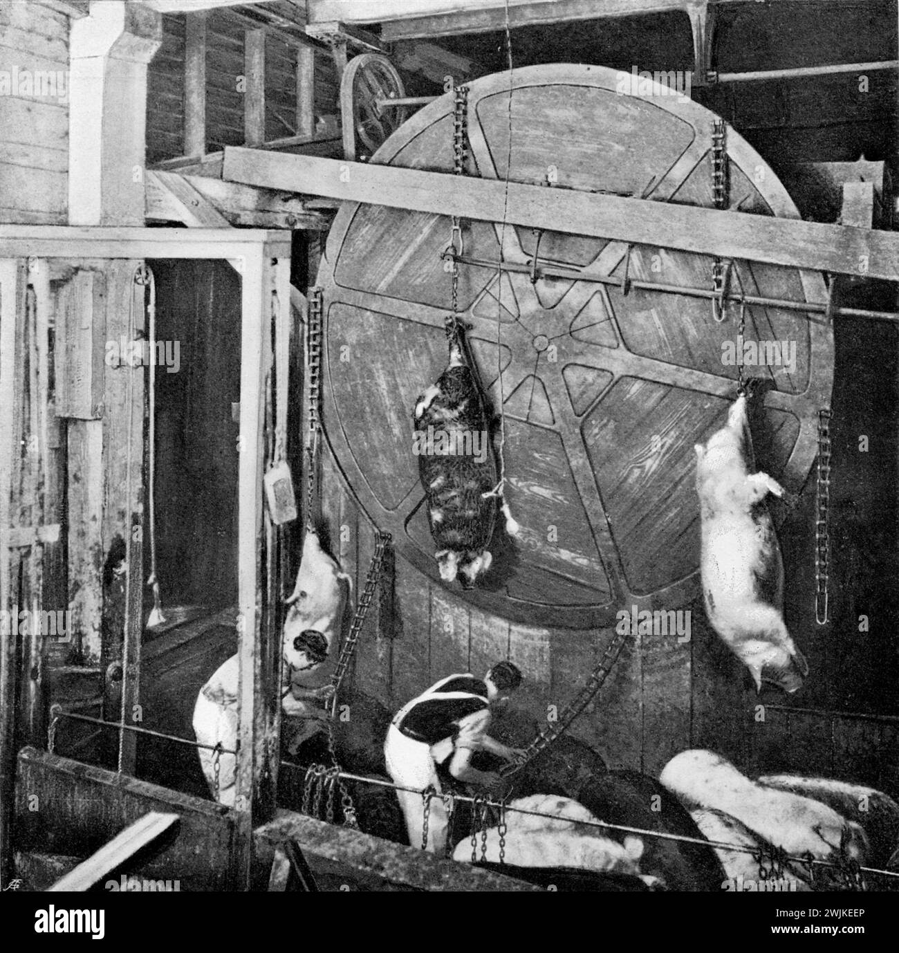 Transporting the pigs to the slaughterhouse , (economy book, 1915 ...