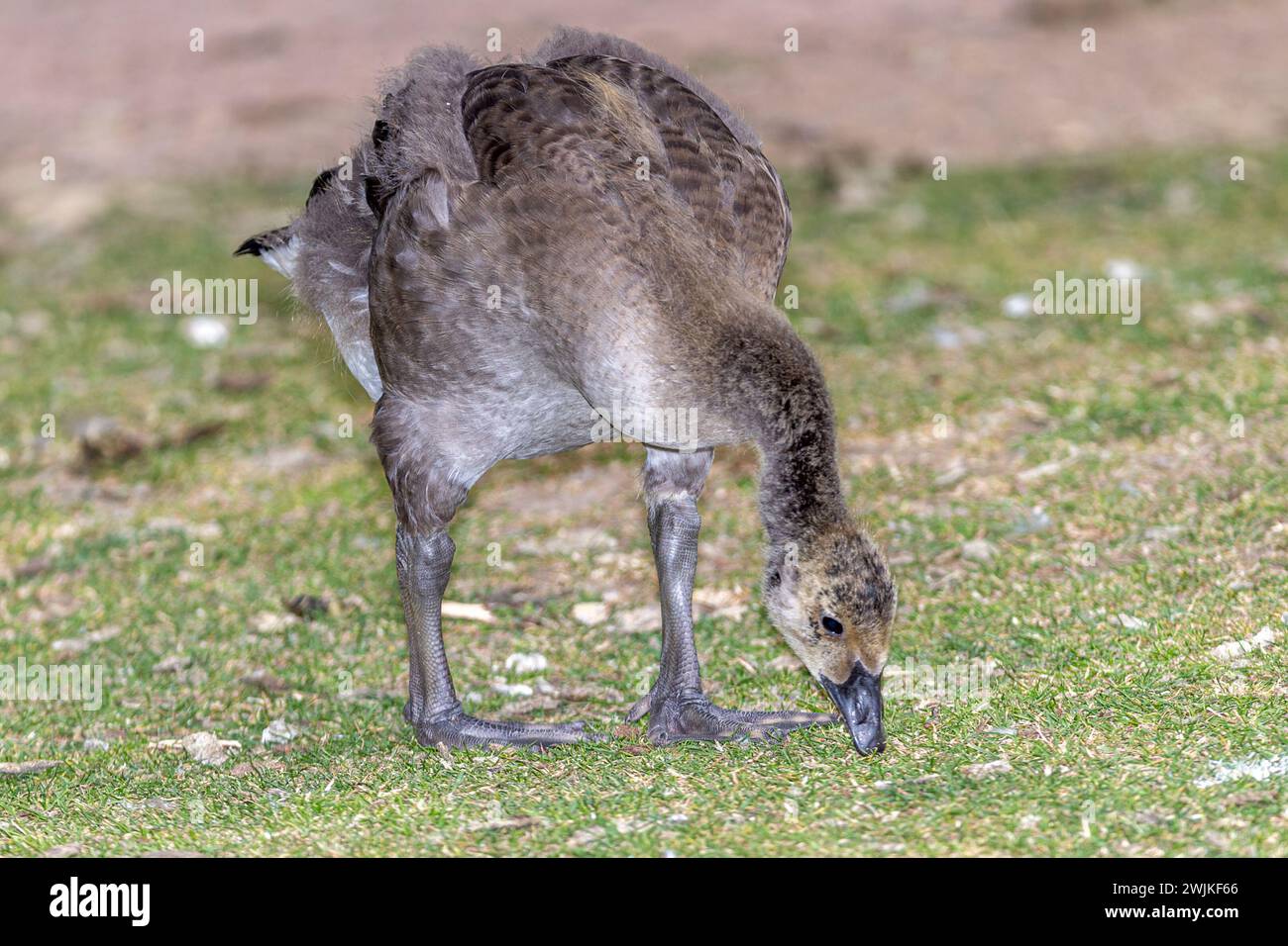 Juvenile canada geese hi res stock photography and images Alamy