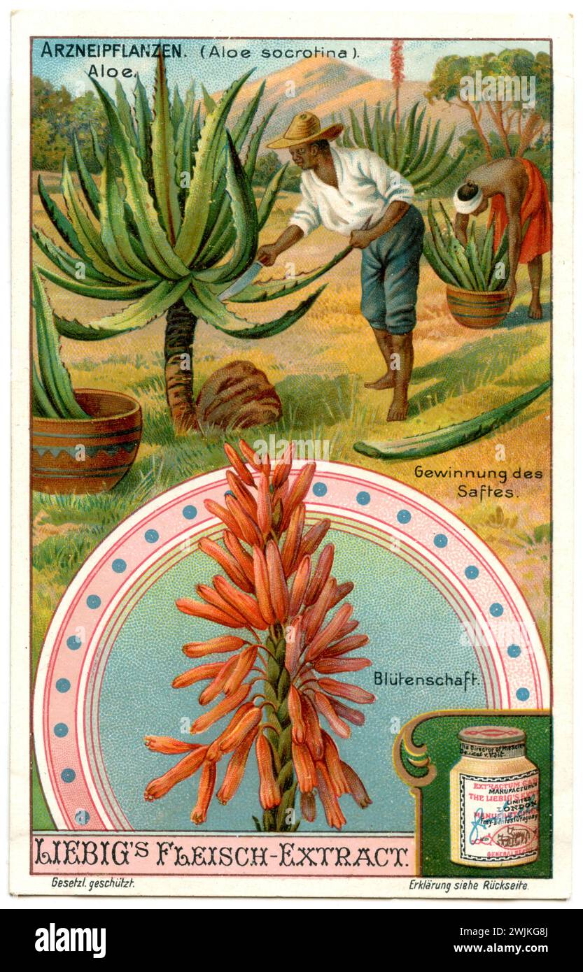 Fynbos aloe, Extracting the juice, depicted on a Liebig picture Aloe succotrina,  (, ), Aloe succotrina, Gewinnen des Saftes, Darstellung auf einem Liebig-Bild Stock Photo