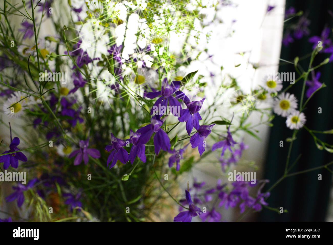 Beautiful close-up of a consolida regalis flowers, Stock Photo