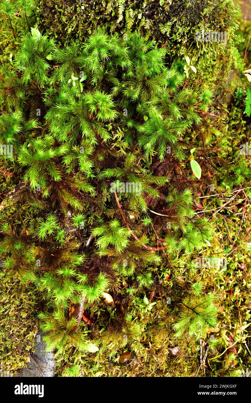 Giant moss (Dendroligotrichum dendroides) is a moss native to southern Chile and Argentina. This photo was taken in Alerce Andino National Park, Regio Stock Photo