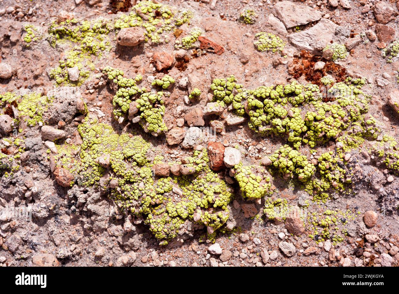 Acarospora rhabarbarina or Acarospora xanthophana is a terrestrial verruculose lichen native to Americas. This photo was taken on volcanic soil in Ata Stock Photo