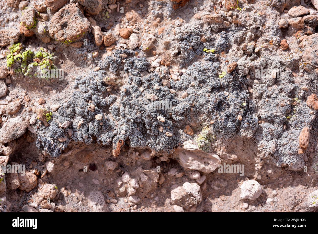 Acarospora strigata is a terrestrial verruculose lichen native to Americas, China and Russia. This photo was taken in Atacama Desert, easthern Arica, Stock Photo