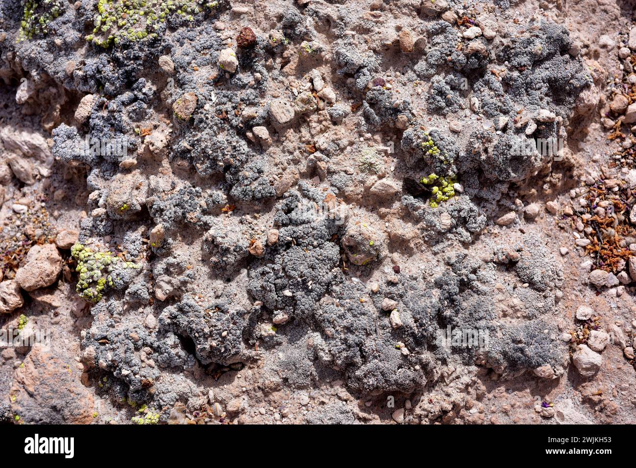 Acarospora strigata is a terrestrial verruculose lichen native to Americas, China and Russia. This photo was taken in Atacama Desert, easthern Arica, Stock Photo