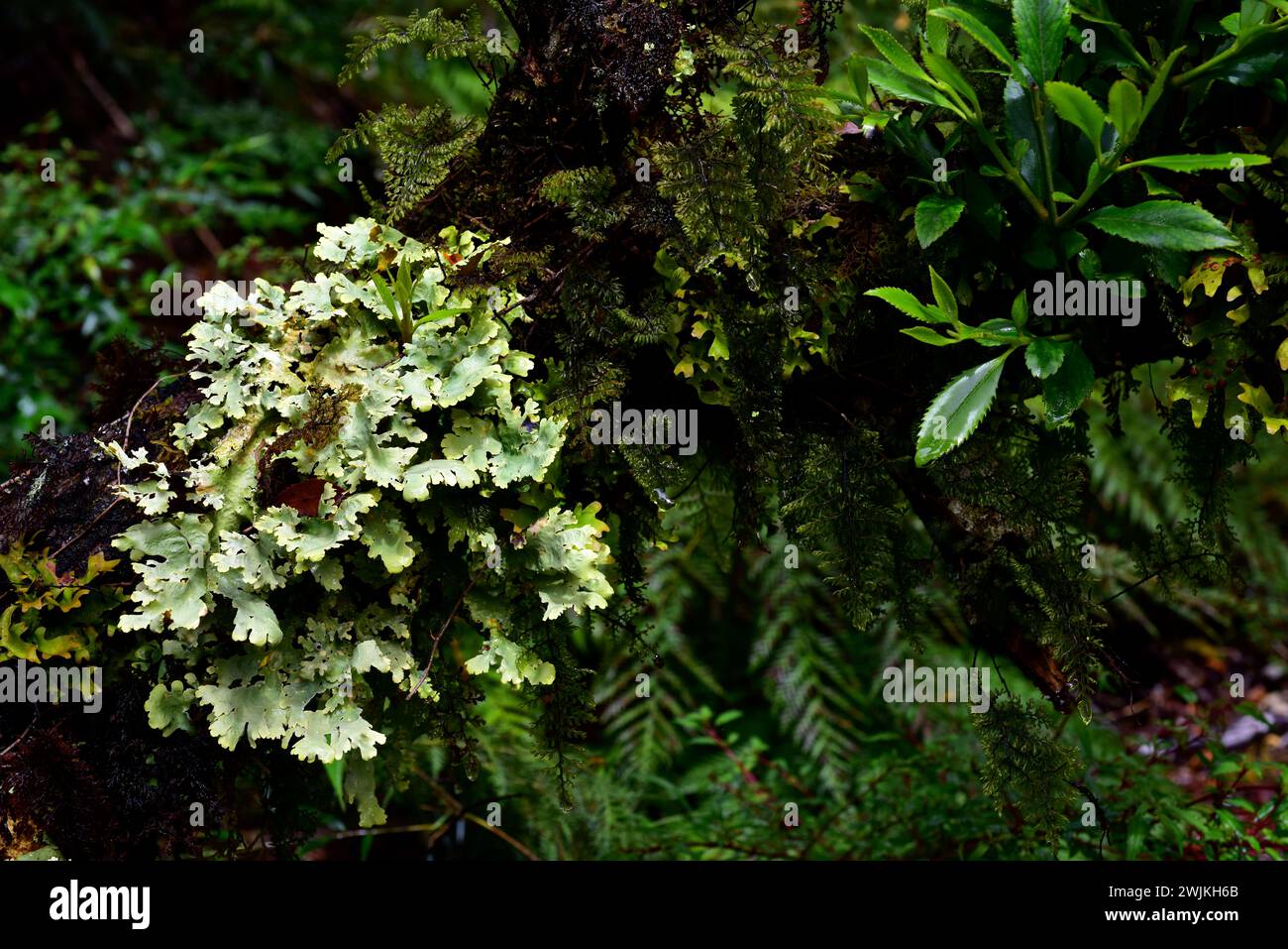 Pseudocyphellaria gilva (left) is a foliose lichen. Above the lichen Hymenophyllum growing on a tree bark. This photo was taken in Alerce Andino Natio Stock Photo