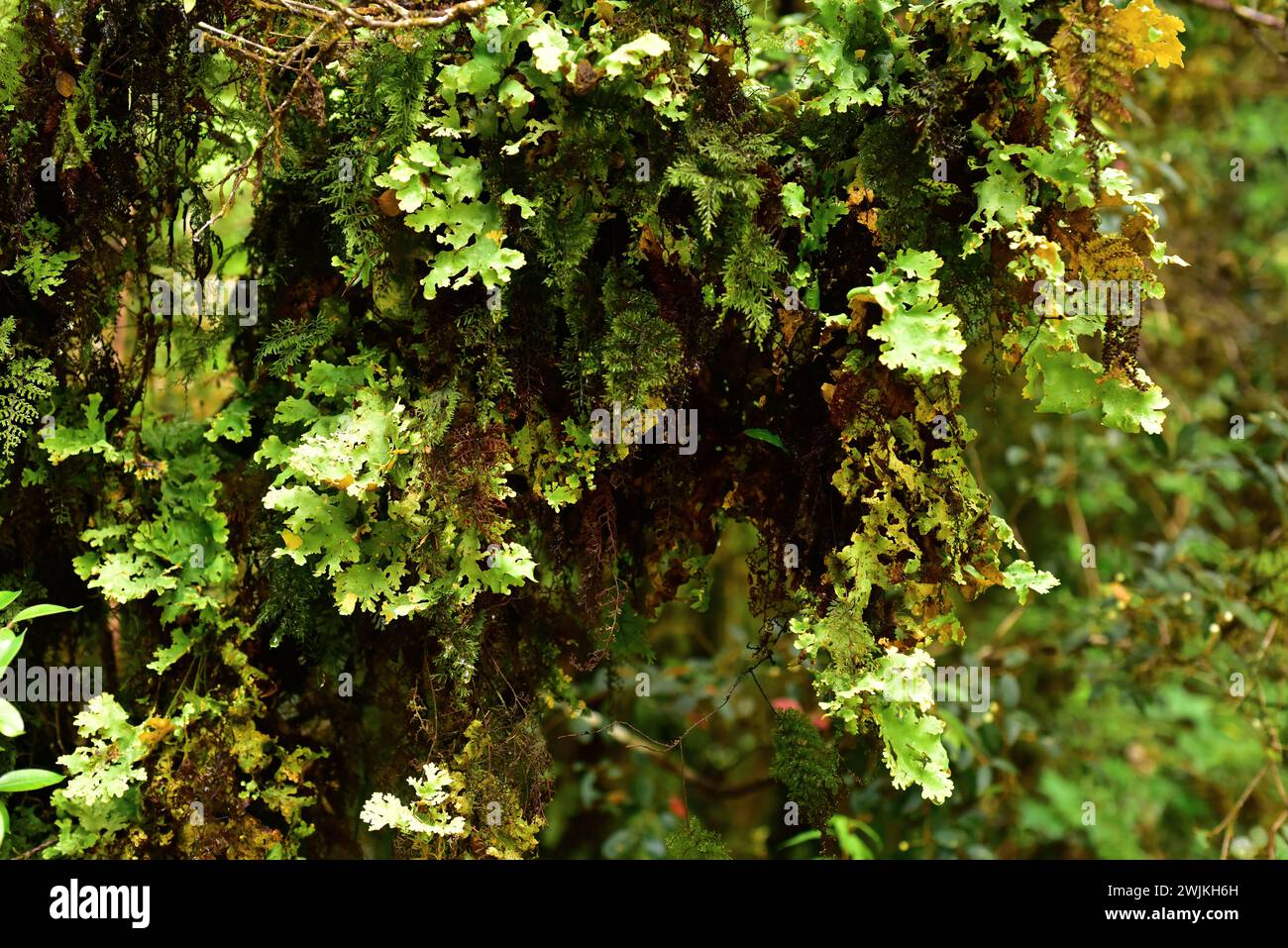 Pseudocyphellaria glabra is a foliose lichen growing with the fern Hymenophyllum on a tree bark. This photo was taken in Alerce Andino National Park, Stock Photo