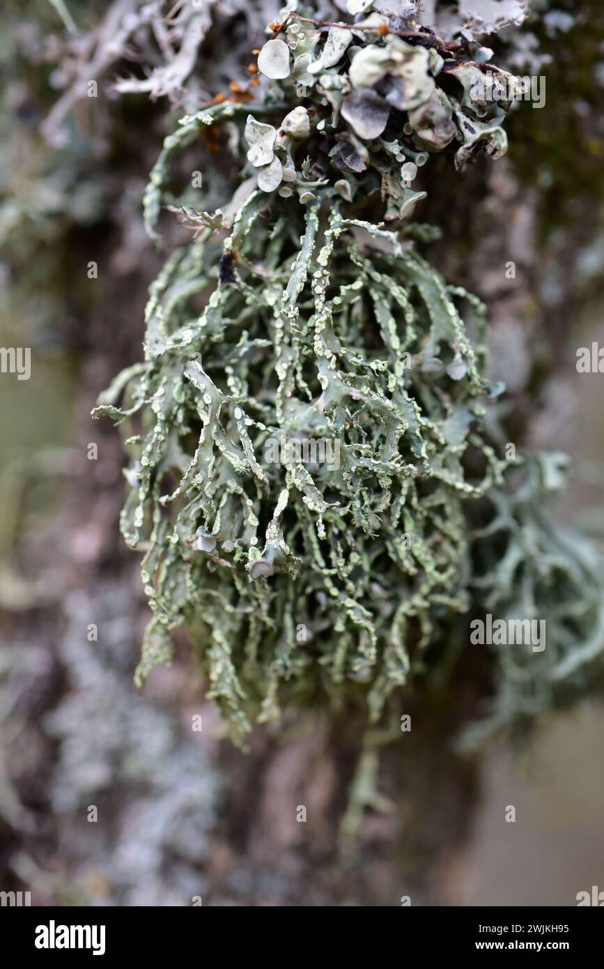 Ramalina farinacea is a fruticose lichen that grows on bark tree. This photo was taken in Prades Mountains, Tarragona province, Catalonia, Spain. Stock Photo