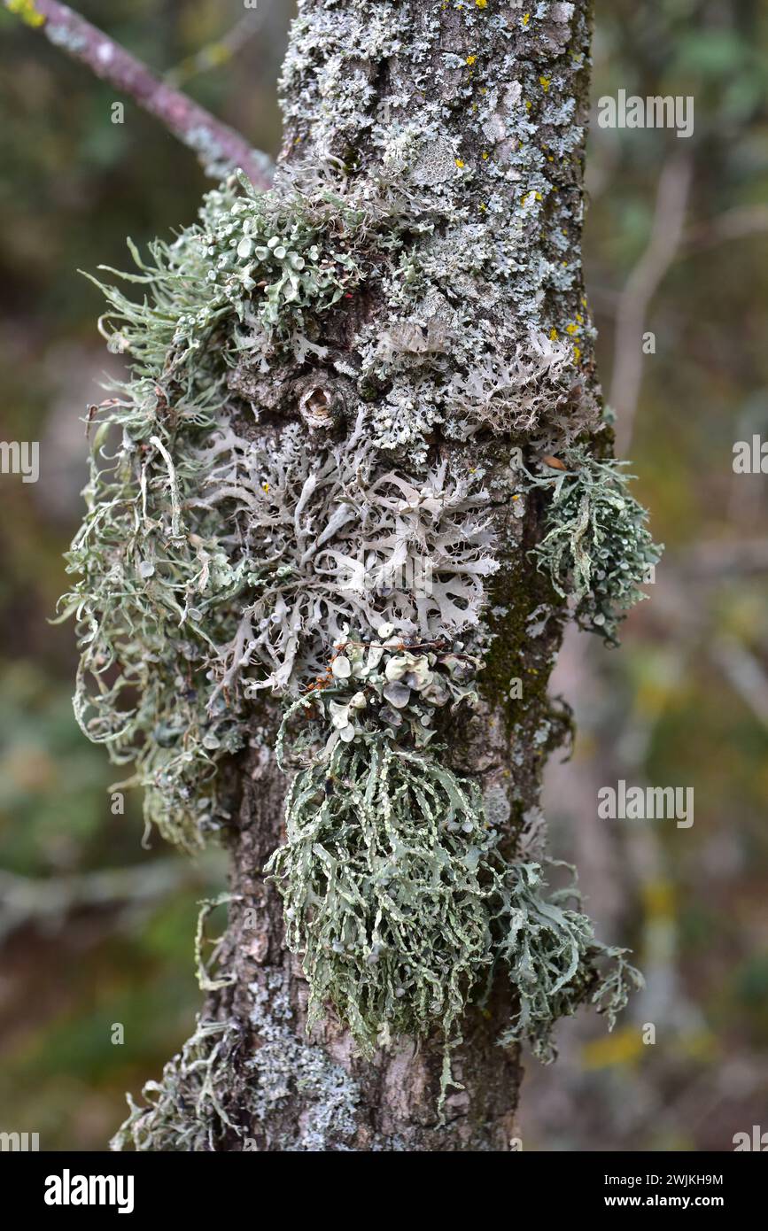 Three species of lichens (Ramalina farinacea, Ramalina fraxinea and Anaptychia ciliaris) growing on a Quercus pyrenaica bark. This photo was taken in Stock Photo
