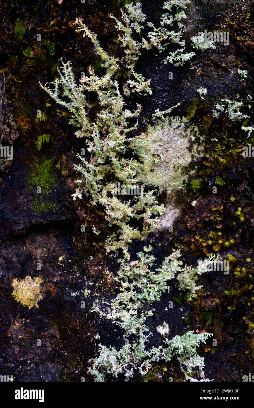 Stereocaulon ramulosum is a fruticose lichen that grows on bark tree. This photo was taken in Alerce Andino National Park, Region de los Lagos, Chile. Stock Photo