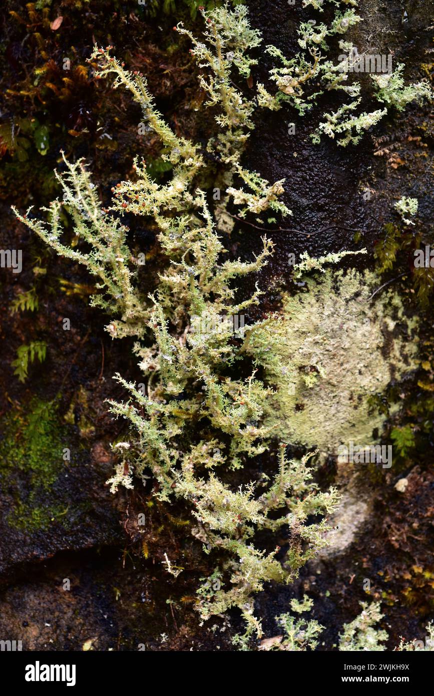 Stereocaulon ramulosum is a fruticose lichen that grows on bark tree. This photo was taken in Alerce Andino National Park, Region de los Lagos, Chile. Stock Photo