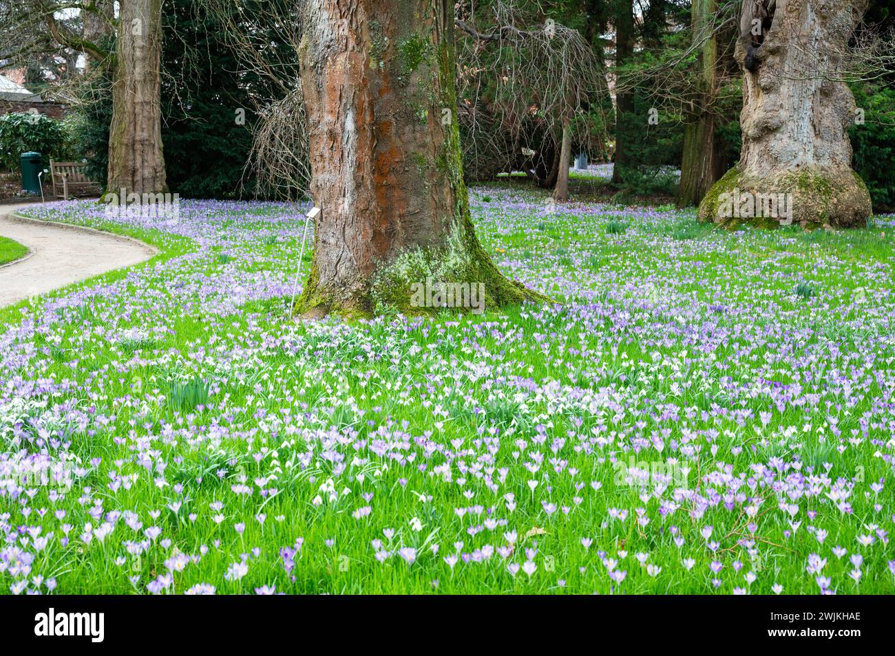 Blooming crocus flowers under the trees at the botanical garden of