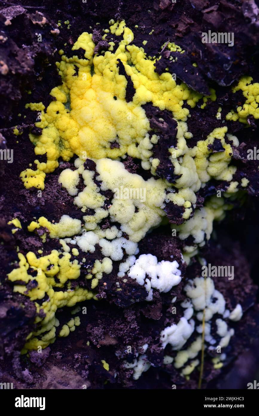 Leucogyrophana mollusca is a fungus. This photo was taken near Olot, Girona province, Catalonia, Spain. Stock Photo