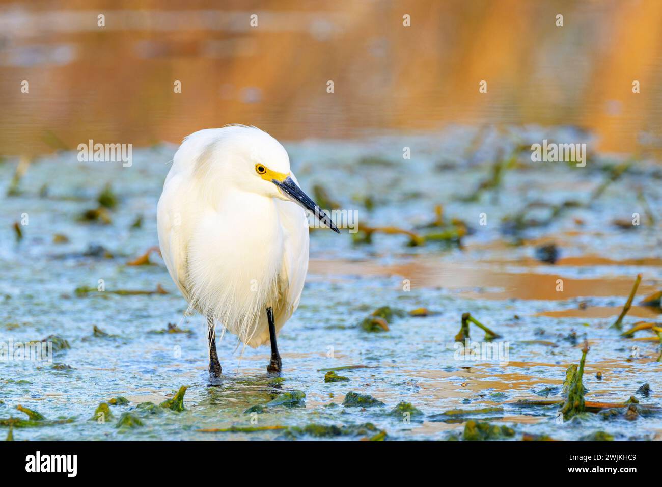 Snowy egret (Egretta thula) foraging in wetland, Lake Apopka, Florida ...