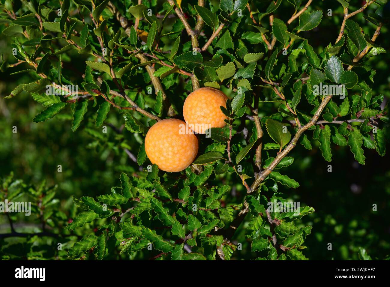 Llao-llao or pan de indio (Cyttaria harioti) is an edible mushroom parasite of Nothofagus species (in this picture N. betuloides). This photo was take Stock Photo
