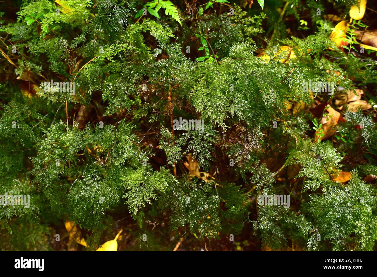Hymenophyllum plicatum is a fern endemic to Argentina and Chile. This photo was taken in Alerce Andino National Park, Region de los Lagos, Chile. Stock Photo