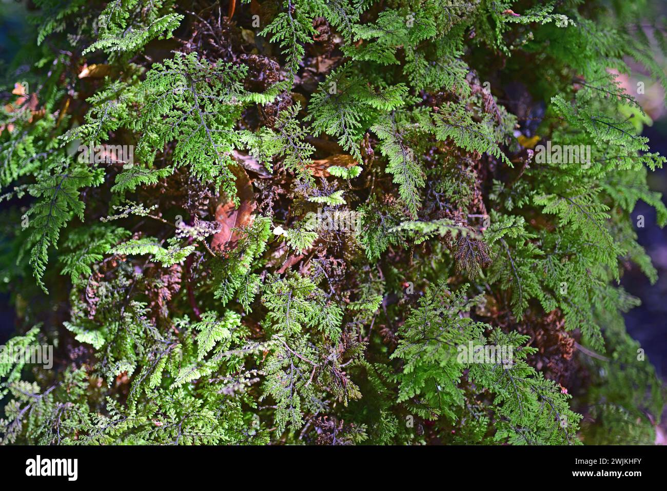 Hymenophyllum plicatum is a fern endemic to Argentina and Chile. This photo was taken in Vicente Perez Rosales National Park, Region de los Lagos, Chi Stock Photo