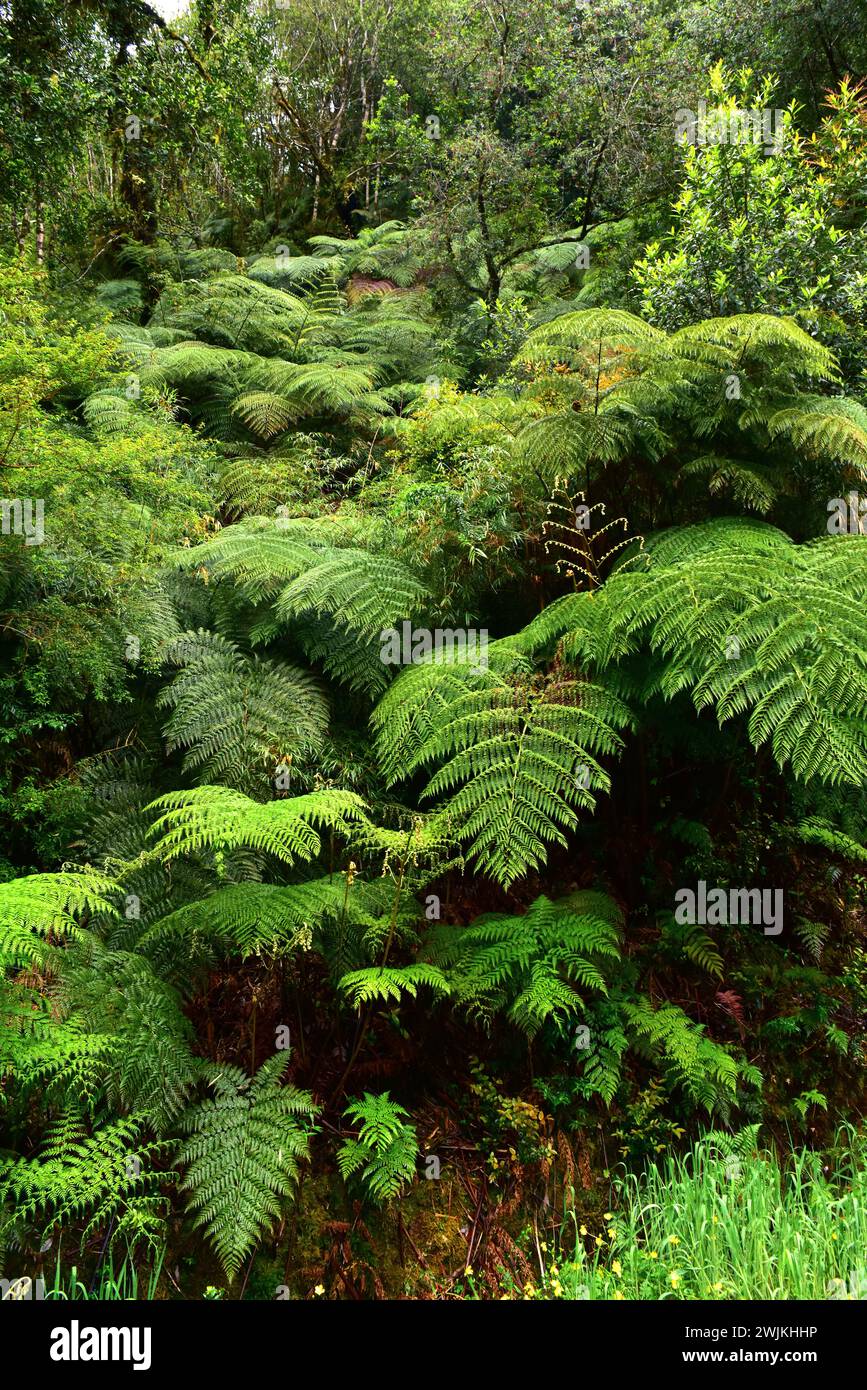 Ampe, palmita de Valdivia or diamondleaf fern (Lophosoria quadripinnata) is a a fern native to America from Mexico to Chile. This photo was taken in A Stock Photo