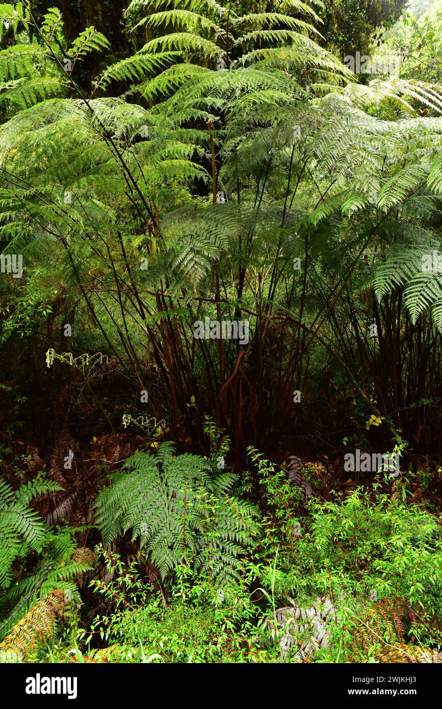 Ampe, palmita de Valdivia or diamondleaf fern (Lophosoria quadripinnata) is a a fern native to America from Mexico to Chile. This photo was taken in A Stock Photo