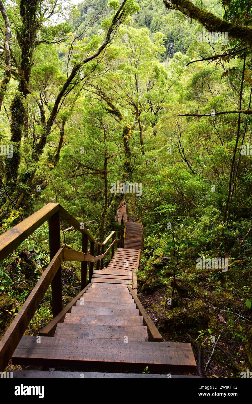 Valdivian temperate forest. Alerce Andino National Park. Wooden walkway. Los Lagos Region. Chile. Stock Photo