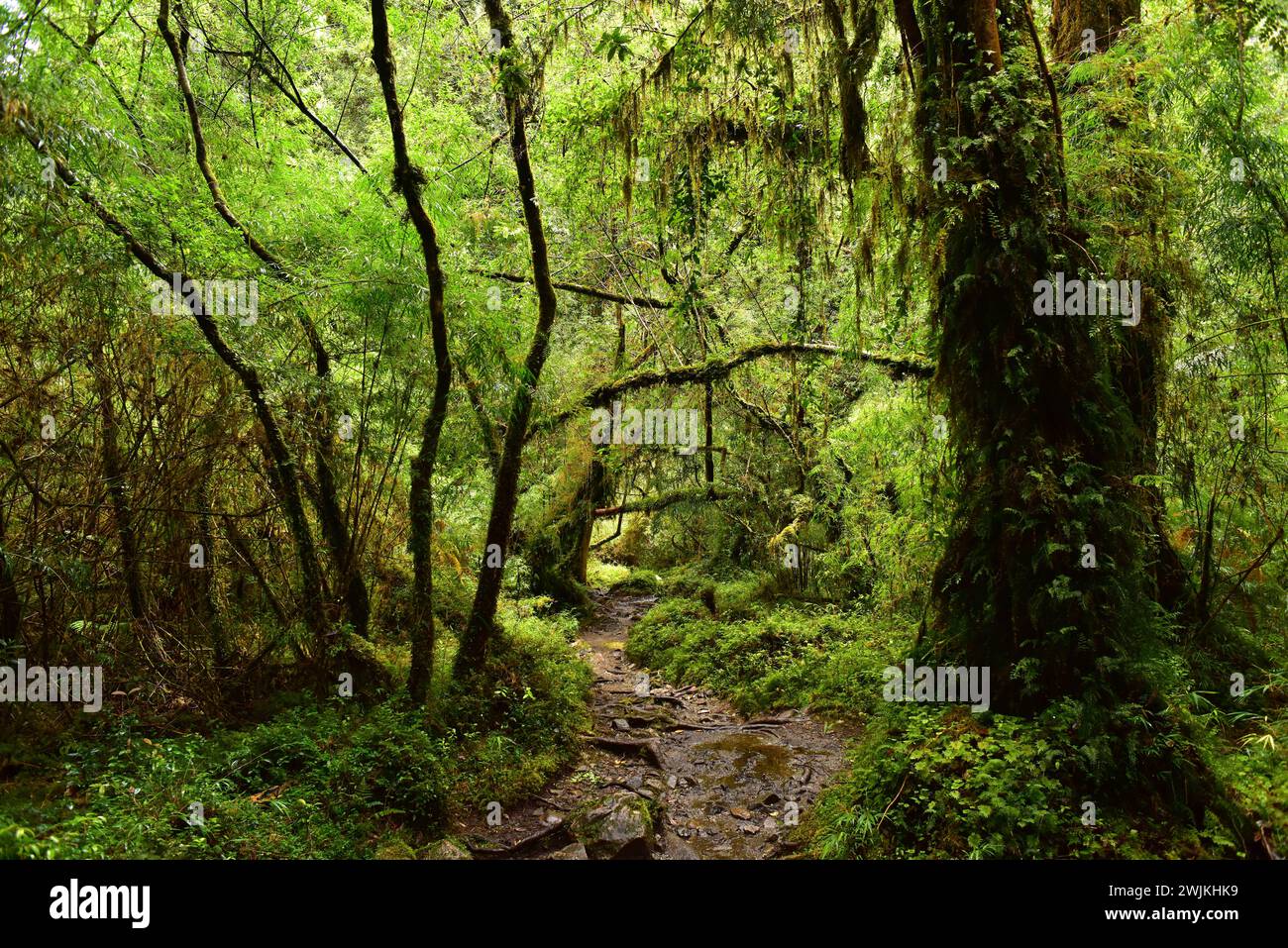 Valdivian temperate forest. Alerce Andino National Park. Los Lagos Region. Chile. Stock Photo