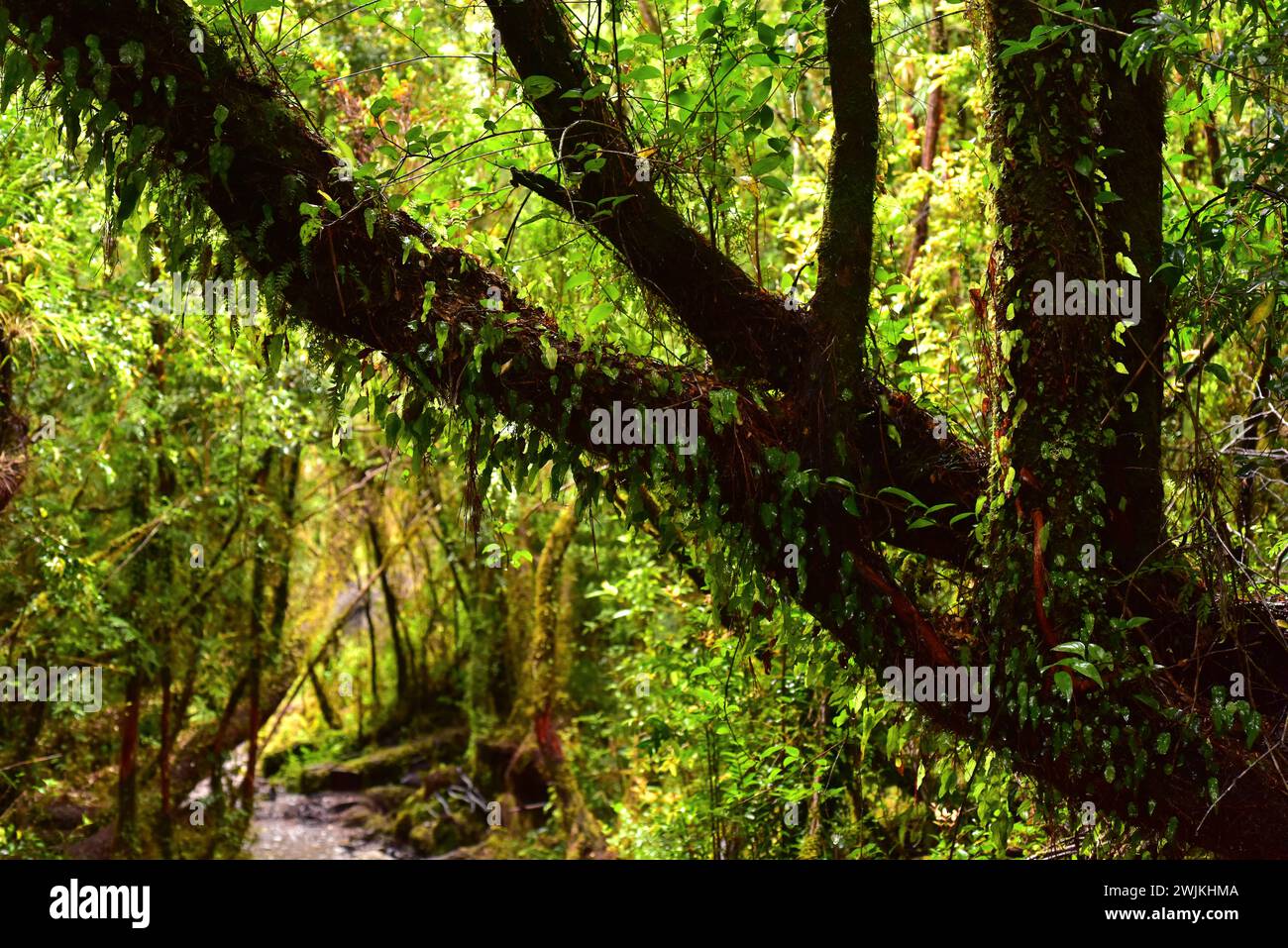 Valdivian temperate forest. Alerce Andino National Park. Los Lagos Region. Chile. Stock Photo
