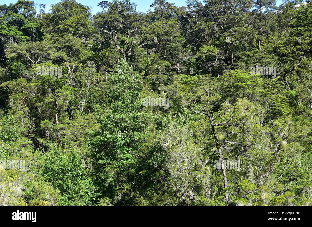 Valdivian temperate forest with coihue (Nothofagus dombeyi). Vicente Perez Rosales National Park, Region de los Lagos, Chile. Stock Photo