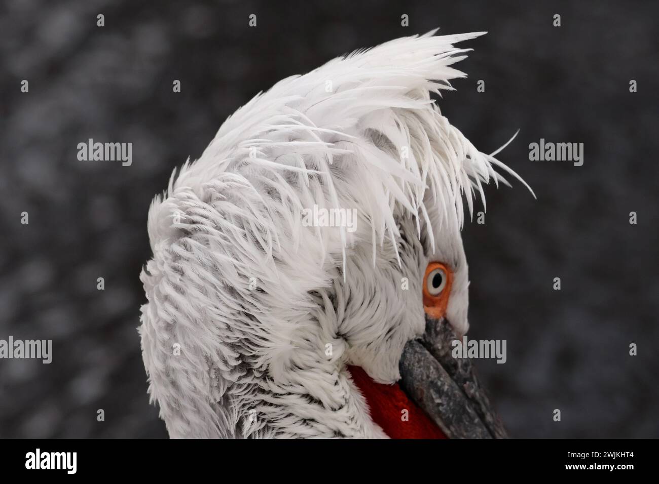 Close-up picture of a pelcan at the lake Stock Photo