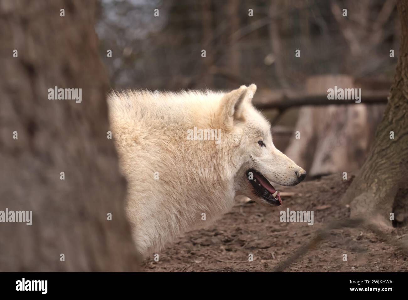Big white wolf in the middle of the forest Stock Photo